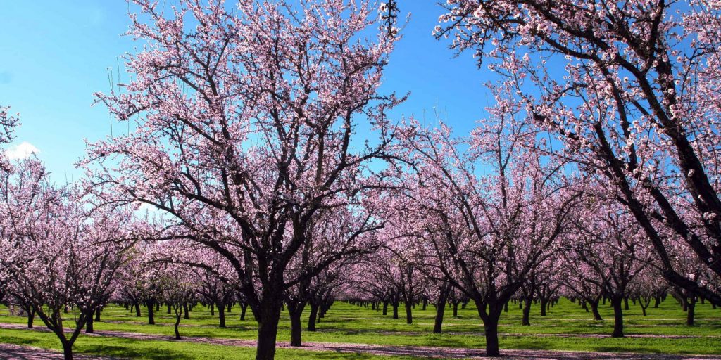 Almendro en flor en Madrid, flores blancas y rosas en ramas sin hojas