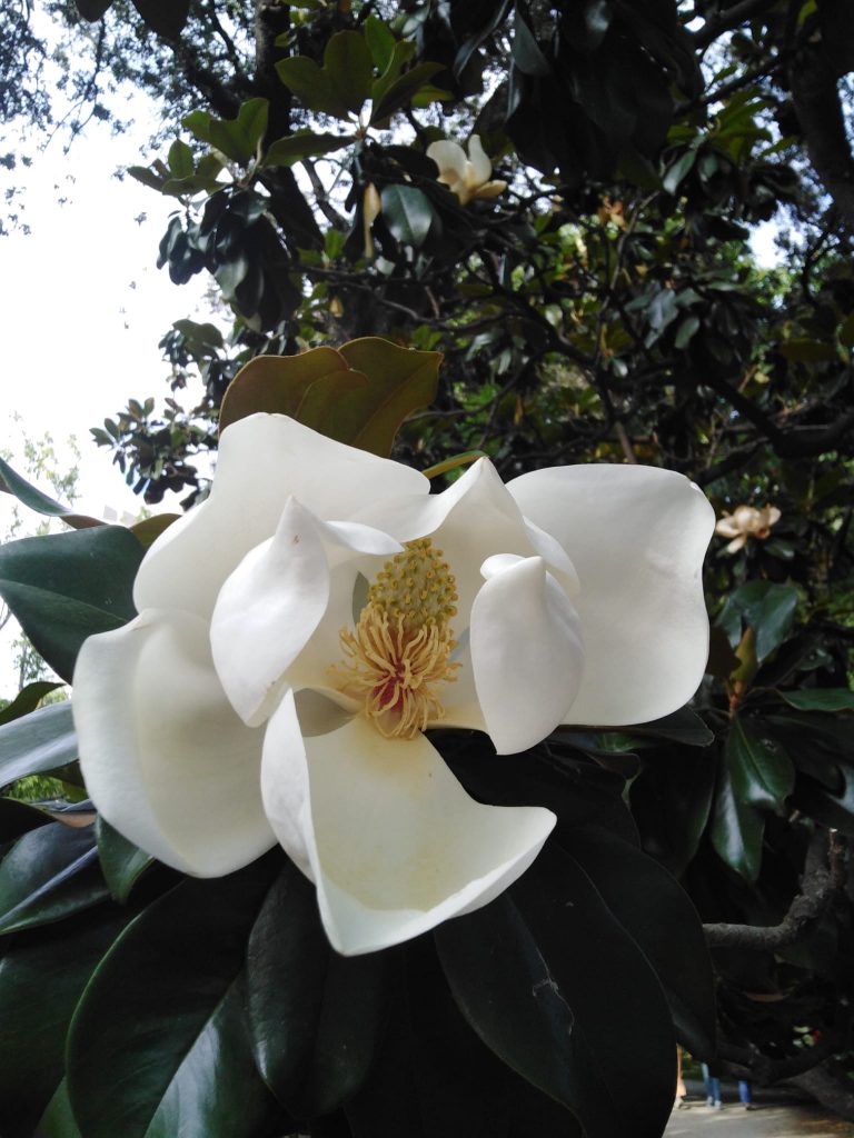 Ejemplar de magnolio junto al Jardín Botánico de Madrid en verano