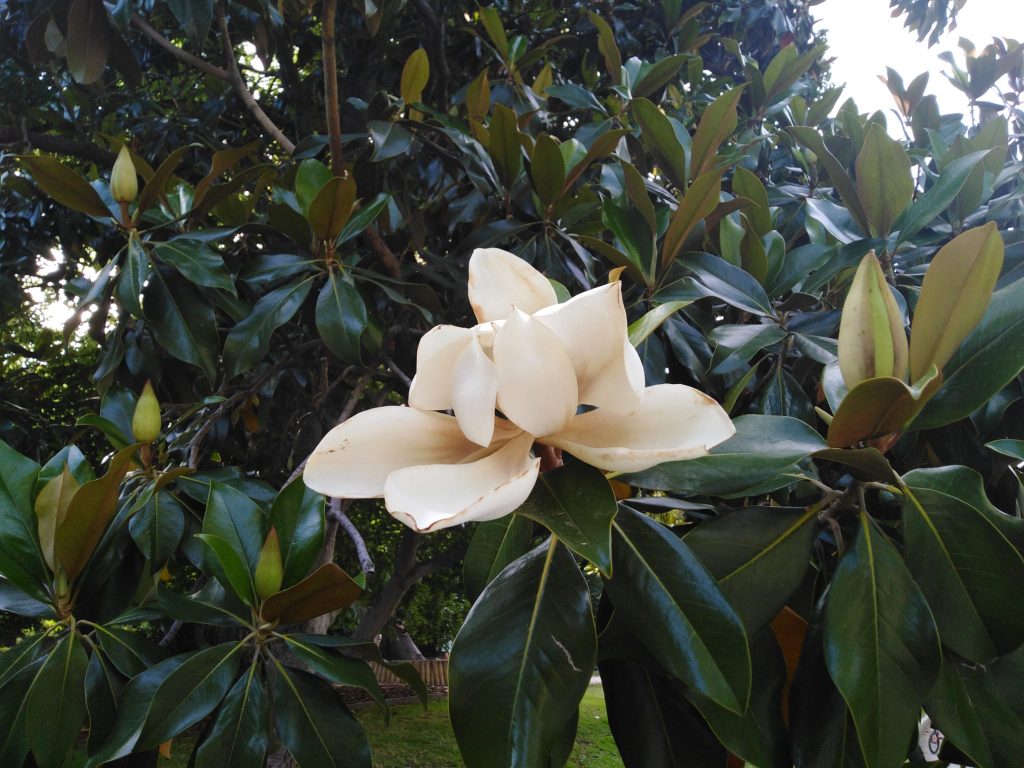 Detalle de flor de magnolio blanca y hojas verde oscuro, árbol ornamental de verano