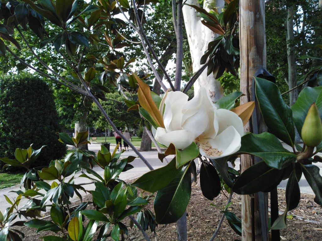 Flor de magnolio blanca abierta, Magnolia grandiflora en floración estival