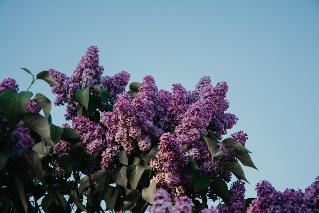 Ramas de lilo en flor con flores blancas y lilas, arbusto ornamental de primavera