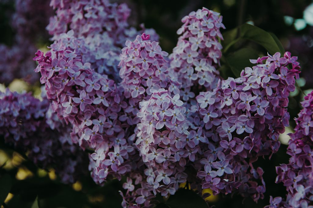 Flores de lilo o lila en tonos violeta y púrpura, Syringa vulgaris en jardín